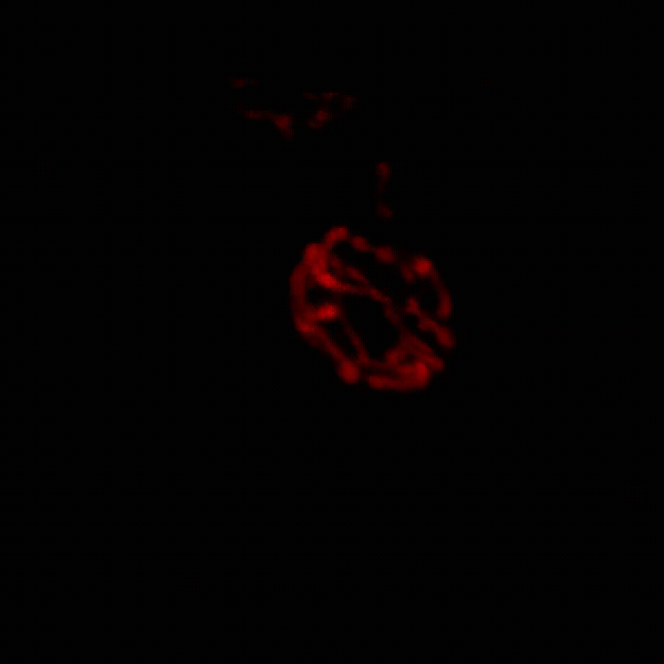 Maity's Lab research animation